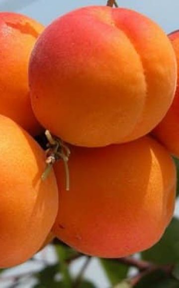 Beskrivning och egenskaper hos favorit aprikosvariet, historia och funktioner för odling