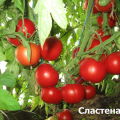 Egenskaber og beskrivelse af Slasten-tomatsorten, dens udbytte