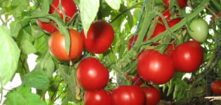 Egenskaper och beskrivning av Slasten-tomatsorten, dess utbyte