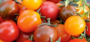 Pomidorų veislės Kish mish aprašymas ir savybės
