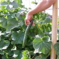 Description of the variety of cucumbers Emerald Stream, features of cultivation and care
