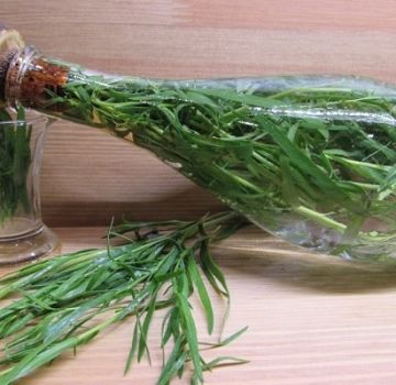 How to preserve and prepare tarragon for the winter at home, drying and freezing