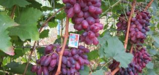 Beschrijving van de Rizamat-druivensoort, opbrengstkenmerken en teelttechnologie