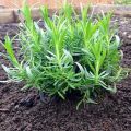 Is it possible to transplant lavender in the fall, when and how best to do it