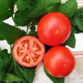 Tolstojaus pomidorų veislės charakteristikos ir aprašymas, derlius ir auginimas