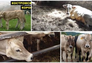 Descripción y características de la raza de vacas Kostroma, condiciones de detención.