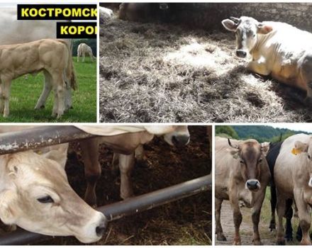 Kostromas govju šķirnes apraksts un raksturojums, aizturēšanas apstākļi