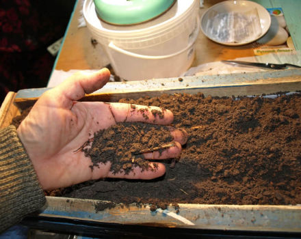 Cómo preparar el suelo para las plántulas de tomate en casa con tus propias manos.