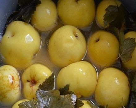 Recepty na výrobu máčaných jabĺk na zimu doma v nádobách