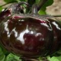 Description and characteristics of eggplant Bourgeois, yield, cultivation and care
