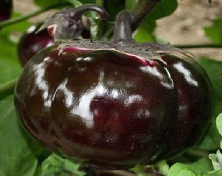 Beschrijving en kenmerken van aubergine Bourgeois, opbrengst, teelt en verzorging