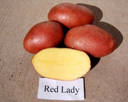 Raudonosios ledi bulvių veislės aprašymas, auginimo ypatybės ir derlius