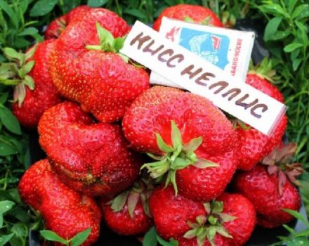 Beskrivning och egenskaper hos Kiss Nellis jordgubbssort, odling och reproduktion