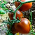 Beskrivning och egenskaper hos tomatsorten Choklad mirakel