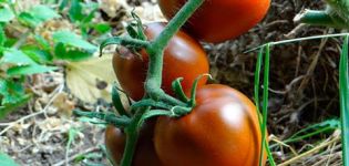 Beschrijving en kenmerken van de tomatenvariëteit Chocoladewonder