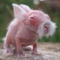 Udviklingen af ​​nyfødte kaniner om dagen, hvordan de ser ud og reglerne for pleje