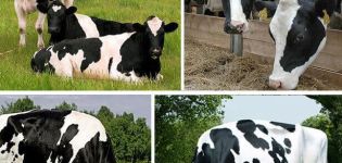 Beskrivning och egenskaper hos Holstein kor, deras för- och nackdelar och vård