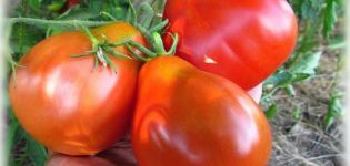 Pomidorų veislės Asilo ausys aprašymas, jo savybės ir derlius