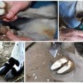 Kako pravilno obrezati koplje koze kod kuće i alate