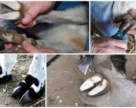 How to properly trim the hooves of a goat at home and tools