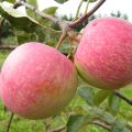 Popis a charakteristika plodů odrůdy jabloní Přistání, vlastnosti pěstování a péče