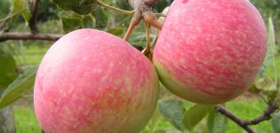 Opis a charakteristika plodov odrody jabloní Pristátie, vlastnosti pestovania a starostlivosti