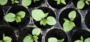 När ska man plantera aubergine för plantor, timing och hemvård