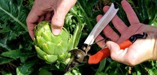 Comment faire pousser un artichaut en plein champ dans le pays à partir de graines, de soins à domicile