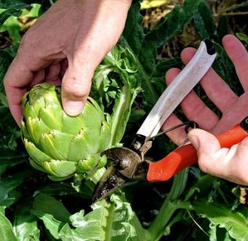 How to grow an artichoke in the open field in the country from seeds, home care