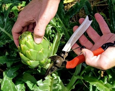 Jak pěstovat artičok na otevřeném poli v zemi ze semen, domácí péče