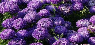 Description and characteristics of annual asters, planting and care features