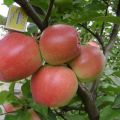 Beskrivning och karakteristika för Graf Ezzo äppelträd, fördelar och nackdelar, utbyte