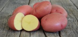 Beskrivning av potatisorten Rodrigo, dess egenskaper och rekommendationer för odling