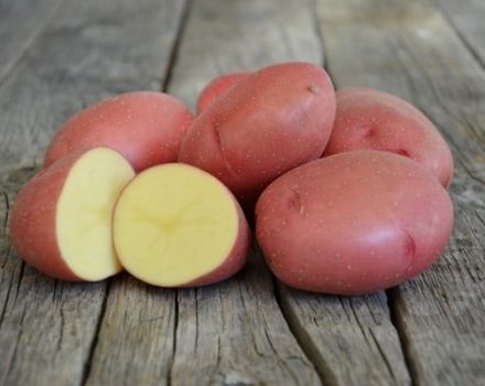 Bulvių veislės „Rodrigo“ aprašymas, jos ypatybės ir auginimo rekomendacijos