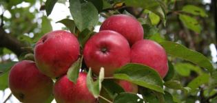Descrizione e caratteristiche della varietà di mele Veteran, semina, coltivazione e cura