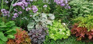 15 bästa skuggälskande växter för trädgården som blommar hela sommaren