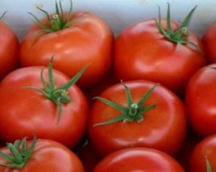 Beskrivning av Apple Spas-tomat, dess egenskaper, fördelar och nackdelar