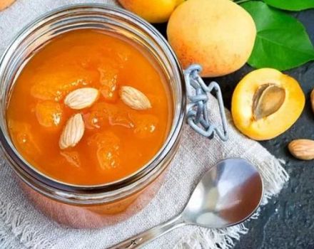 6 koninklijke recepten voor abrikozenjam zonder pit voor de winter