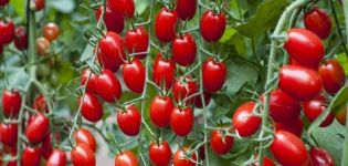 Izbor najslađih sorti rajčice za otvoreni teren i staklenike