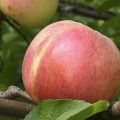 Đặc điểm và mô tả cây táo Bolotovskoe, cách trồng, phát triển và chăm sóc