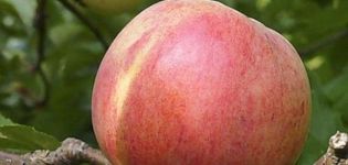 Egenskaper och beskrivning av Bolotovskoe äppelträd, plantering, odling och vård