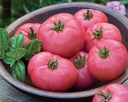Pomidorų veislės „Pink stebuklas“ charakteristikos ir aprašymas, derlius