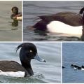 Појава патке са папцима и чиме се црна патка храни, стаништима и непријатељима