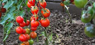Popis a vlastnosti odrůdy rajčat sladkých zubů, její výnos