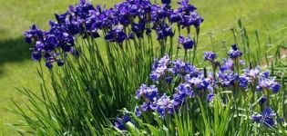 Descripción de variedades de iris siberiano, plantación y cuidado en campo abierto.