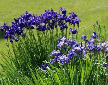 Beschreibung der Sorten der sibirischen Iris, Pflanzung und Pflege auf freiem Feld