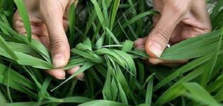 When and why should you tie garlic leaves?