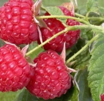 Ang pinakamahusay na mga varieties ng mga raspberry para sa paglaki sa rehiyon ng Moscow, pagtatanim ng teknolohiya sa agrikultura at pangangalaga