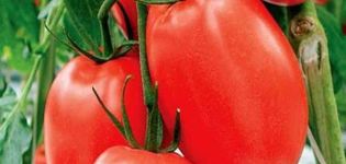 Pomidorų veislės Dusya red charakteristikos ir aprašymas