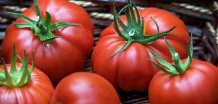 Kenmerken en beschrijving van de tomatenvariëteit Puzata khata, de opbrengst